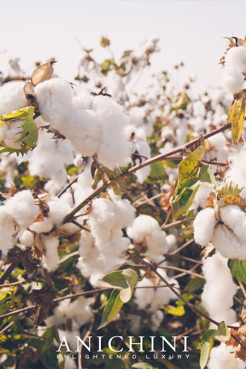 The Truth About Egyptian Cotton Thread Count The Truth About Egyptian Cotton