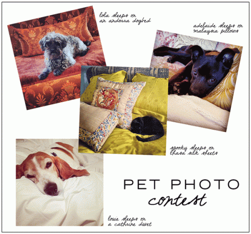 The ANICHINI Pet Photo Contest - enter for a chance to win a $2000 gift card!