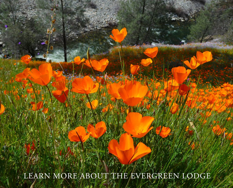 California Poppies At The Evergreen Lodge In Yosemite National Park